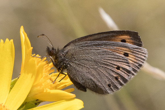 Erebia epiphron-5475 - Err (Puigmal) - 19/07/23