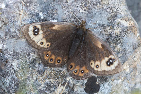 Erebia epistygne-4495 - Cipières - 12/05/21