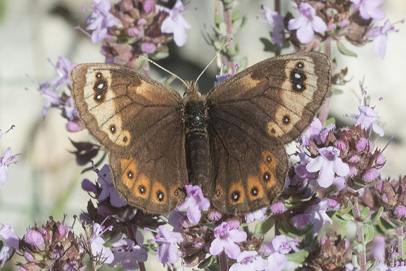 Erebia epistygne-4609 - Cipières - 12/05/21