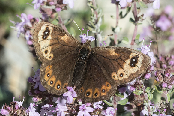 Erebia epistygne-4618 - Cipières - 12/05/21