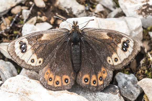 Erebia epistygne-5649 - Cipières - 12/05/21