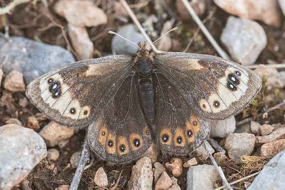 Erebia epistygne-4769 - Cipières - 12/05/21