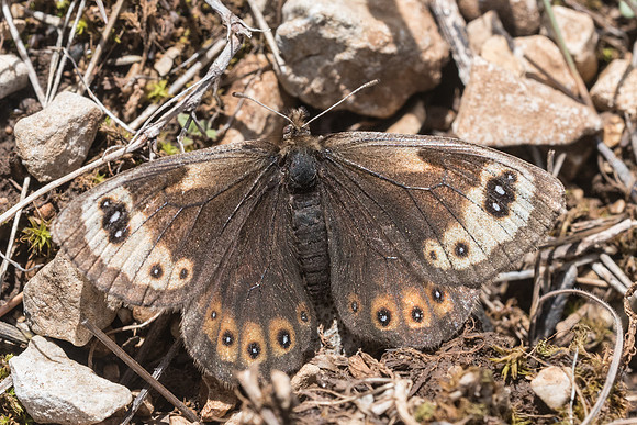 Erebia epistygne-5730 - Cipières - 12/05/21