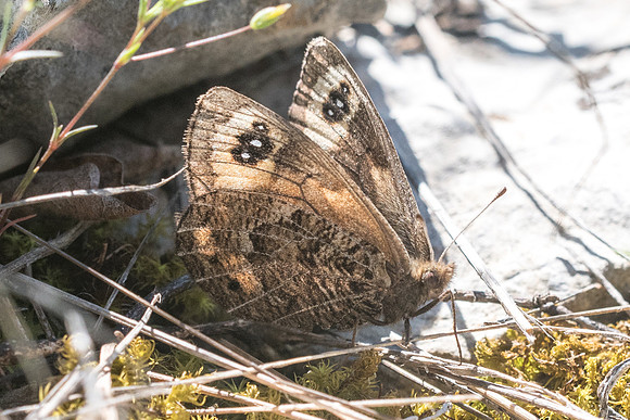 Erebia epistygne-4463 - Cipières - 12/05/21
