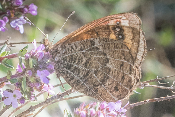 Erebia epistygne-6037 - Cipières - 12/05/21