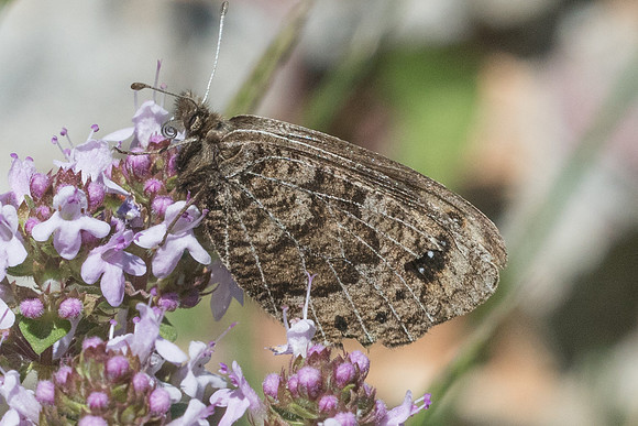 Erebia epistygne-8757 - Cipieres - 17/05/21
