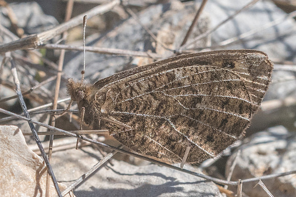 Erebia epistygne-4454 - Cipières 12/05/21