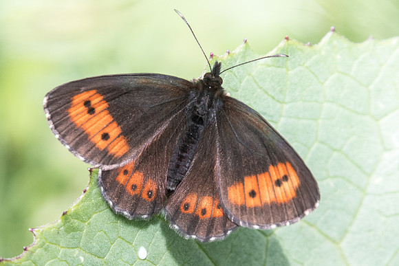 Erebia euryale-4600 - Col de la Cayolle - 6/07/21