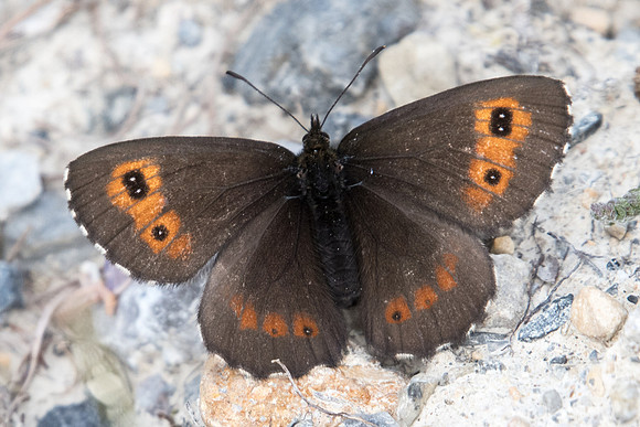 Erebia euryale-0521 - Route col de l'Izoard - 17/07/22