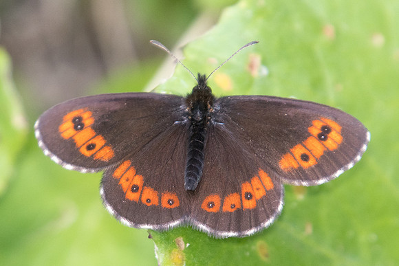 Erebia euryale-0629 - Route col de l'Izoard - 17/07/22