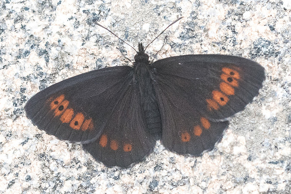 Erebia euryale-2714 - lac de Bouillouse 17/07/23