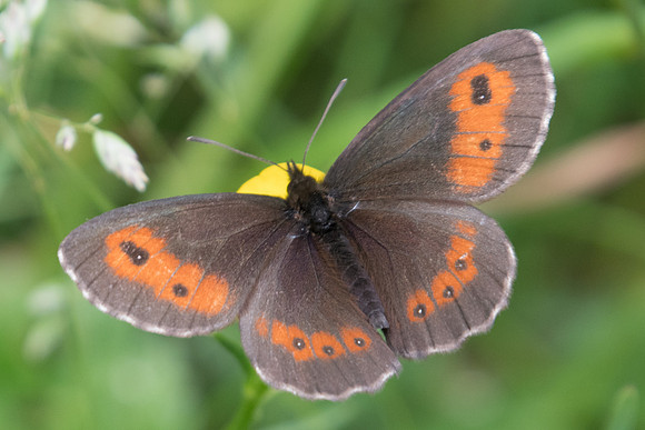 Erebia euryale-4982 - Estenc - 06/07/21