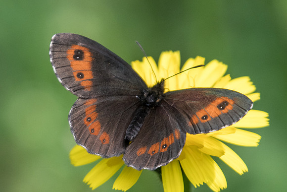 Erebia euryale-4989 - Estenc - 06/07/21