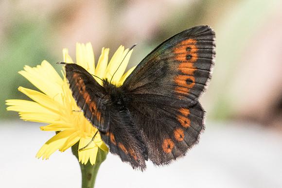 Erebia euryale-2371 - Nohedes 16/07/23
