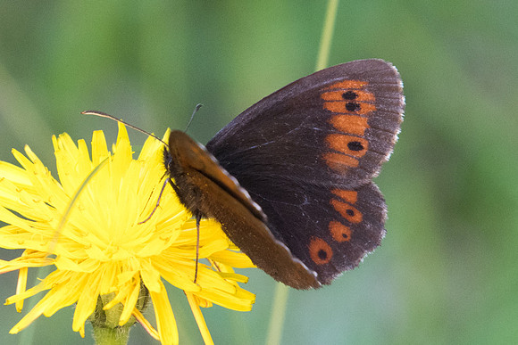 Erebia euryale-2390 - Nohedes 16/07/23