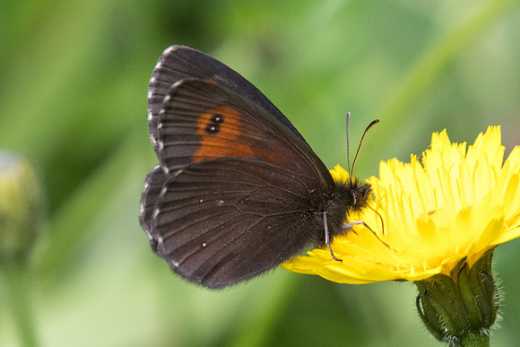 Erebia euryale-4908 - Estenc - 06/07/21