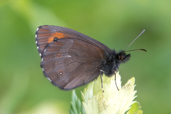 Erebia euryale-5120 - Estenc - 06/07/21