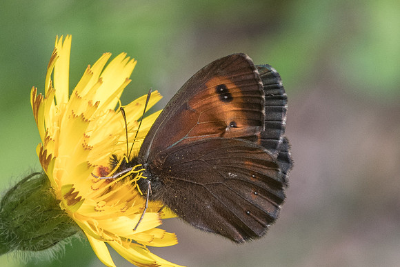 Erebia euryale-4904 - Estenc - 06/07/21