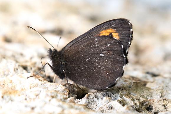 Erebia euryale ♂-0610 - Route col de l'Izoard - 17/07/22