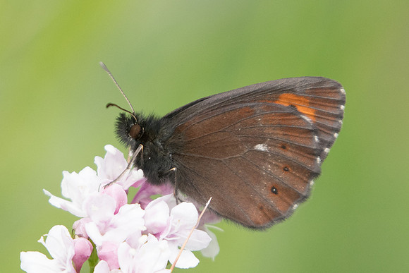 Erebia euryale ♂-4609 - Col de la Cayolle - 6/07/21