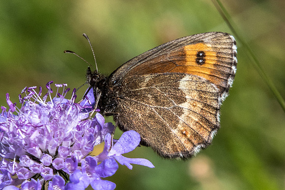 Erebia euryale ♀-5586 - Nevache - 21/07/22