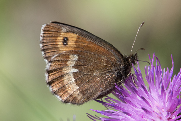 Erebia euryale ♀-0278 - Le Monetier les bains - 17/07/22