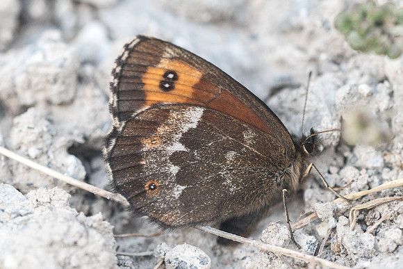 Erebia euryale id--3912 - Lac de l'Orceyrette - 20/07/22