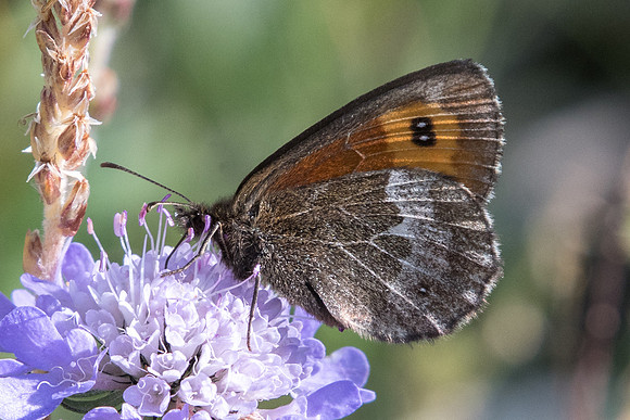 Erebia euryale-4191 - Lac de l'Orceyrette - 20/07/22