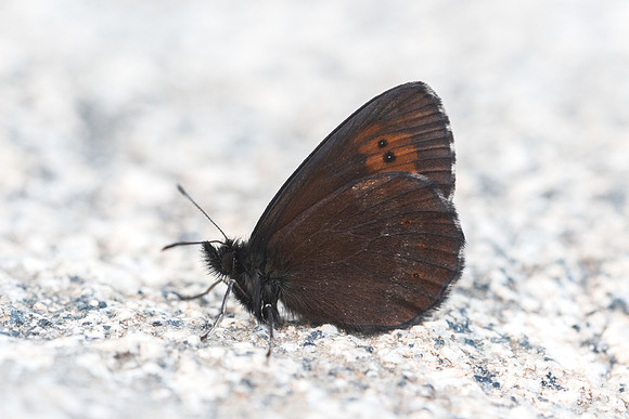 Erebia euryale-2707 - lac de Bouillouse 17/07/23