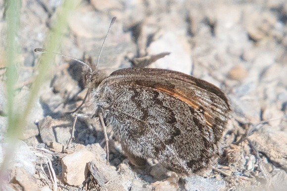 Erebia gorge-0005 - Valloire Gallibier 17/07/22
