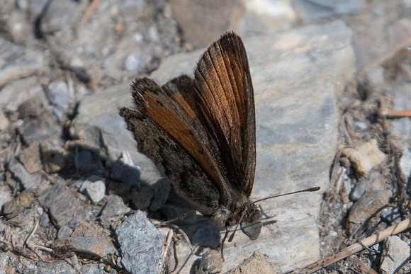 Erebia gorge-9996 - Valloire Galibier 17/07/22