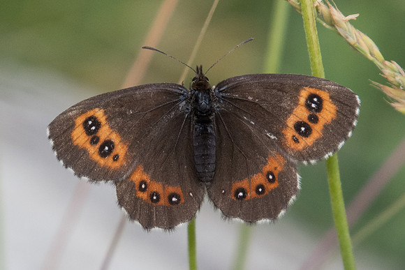 Erebia ligea-3944 - Lac l'Orceyrette  - 20/07/22