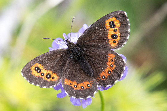 Erebia ligea --0547 - route col de l'Izoard - 17/07/22