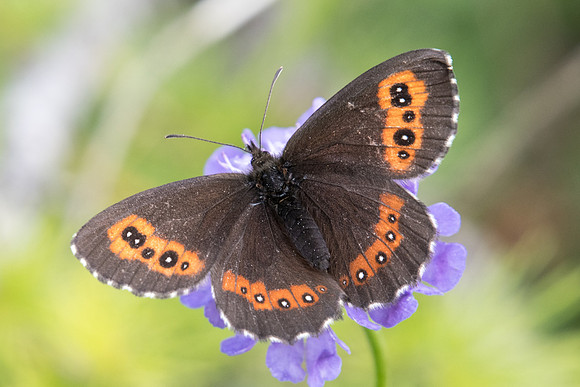 Erebia ligea id--0548 - route col de l'Izoard - 17/07/22