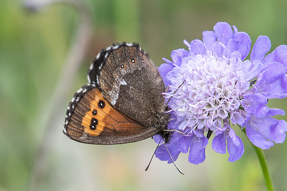 Erebia ligea id--0539 - route col de l'Izoard - 17/07/22