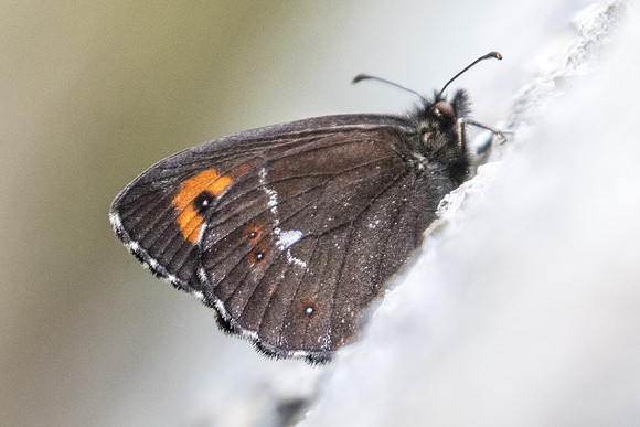 Erebia ligea id--0616 - route col de l'Izoard - 17/07/22