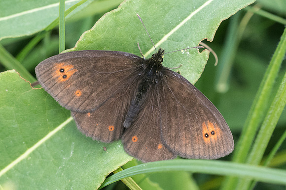 Erebia medusa id--6833 - Noël-Cerneux - 27/05/22