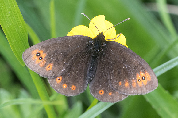 Erebia medusa id--7026 - Noël-Cerneux - 27/05/22