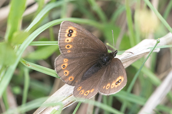 Erebia medusa - 6272 - Passonfontaine - 27/05/22