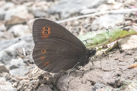 Erebia medusa id--7051 - Noël-Cerneux - 27/05/22