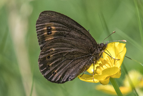 Erebia medusa-2129 - Noel-Cerneux - 11/06/22