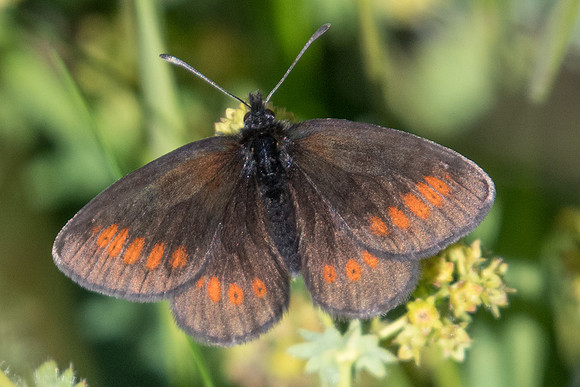 Erebia melampus-5353 - Termignon - 15/07/22