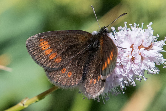 Erebia melampus-5499 - Termignon - 15/07/22