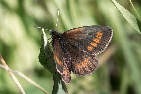 Erebia melampus-5597 - Termignon - 15/07/22