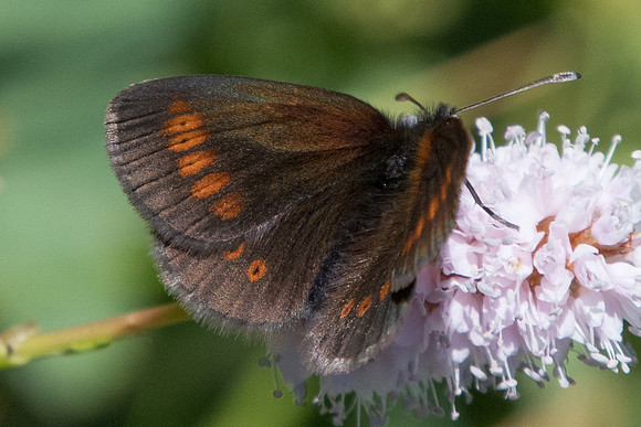 Erebia melampus-5502 - Termignon - 15/07/22