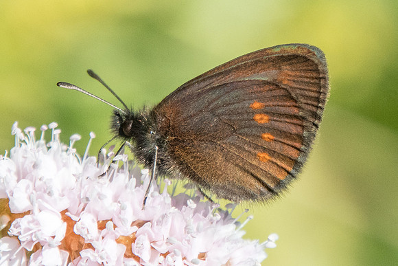 Erebia melampus-5531 - Termignon - 15/07/22