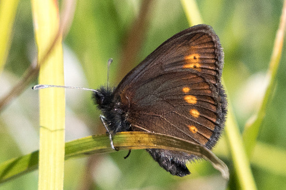 Erebia melampus id--6724 - Termignon - 15/07/22