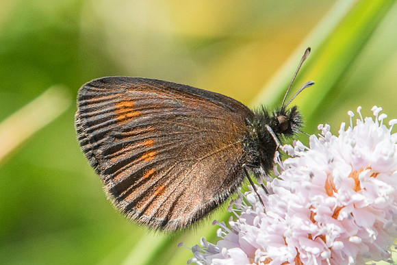 Erebia melampus-5519 - Termignon - 15/07/22
