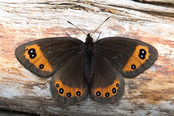 Erebia meolans-3615 - Llo - 18/07/23