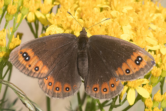 Erebia meolans-6278 - Col de sansa (Real) - 21/07/23